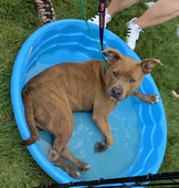 doggie pool